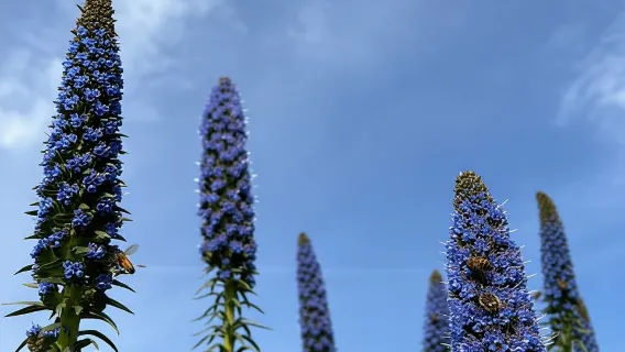 Pozzo Faceto: jardín botánico