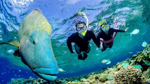 Port Douglas: Just 12 Passengers Guided Snorkel Reef Cruise