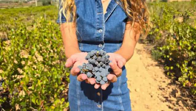 Valencia: Utiel-Requena Cave & Winery Day Trip with Tasting