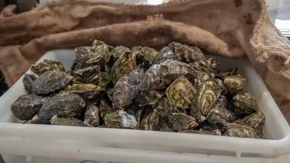 Farm to Plate - Sydney's Oyster Heartland