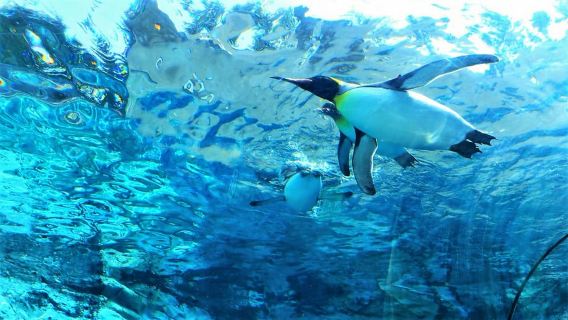 ฮอกไกโด│กระเช้าลอยฟ้าคุโรดาเกะ ทัวร์ชมใบไม้เปลี่ยนสีที่สวนสัตว์อาซาฮิยามะ