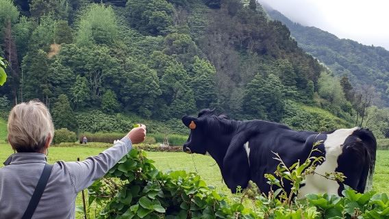 Full Day Scenic Tour Lake Sete Cidades Fogo | Pineapple Farm