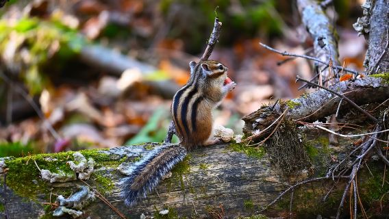 【6人封頂團】伊春+湯旺河奇石景區+新青濕地+鹿溪牧場一日遊