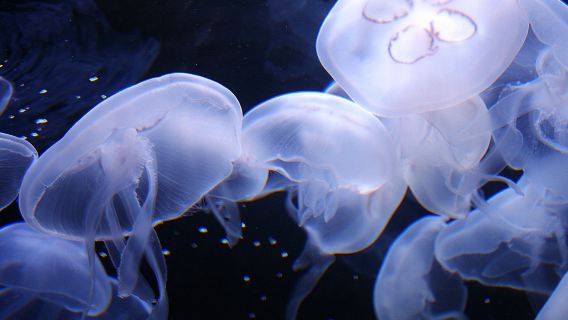 Aquarium of the Bay: Entry Ticket