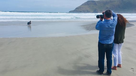 Dunedin Shore Excursion: Small-Group Tour of Dunedin and the Otago Peninsula