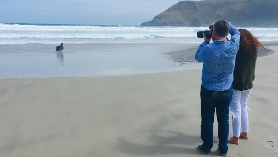 Landausflug in Dunedin: Kleingruppentour durch Dunedin und die Otago-Halbinsel