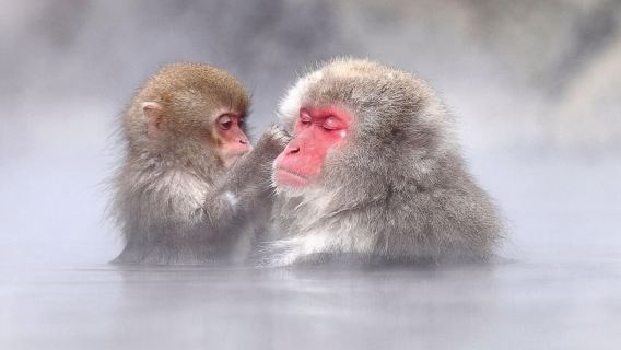 1-Day Snow Monkeys, Zenko-ji Temple & Sake in Nagano