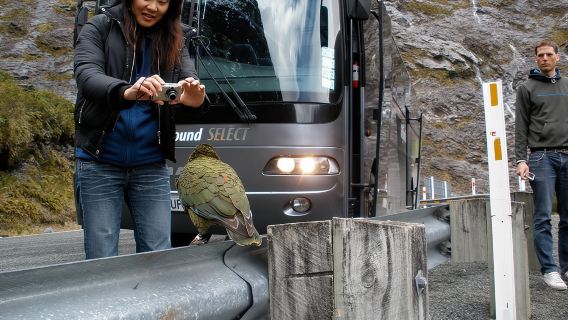 Luxury Milford Sound Coach and Scenic Cruise