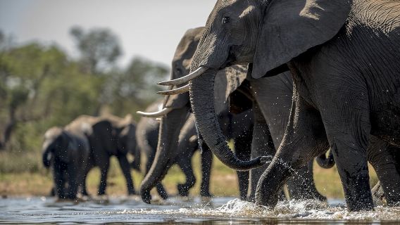 Explore Taj Mahal and Elephant Conversation with Multi Options