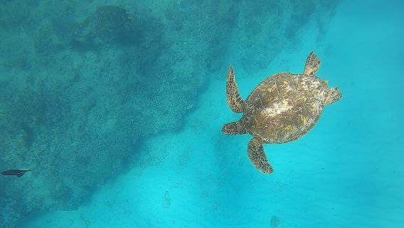 Turtle Snorkeling Adventure