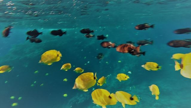 Maui Schnorchelabenteuer: Molokini-Krater und Turtle Cove