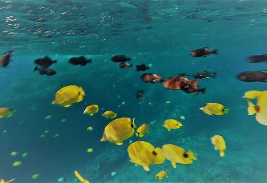 Maui Snorkel Adventure: Molokini Crater and Turtle Cove