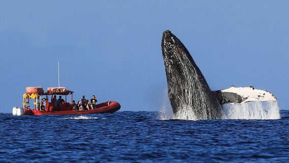 Экскурсия на плоту для наблюдения за китами на острове Мауи из Кихеи.