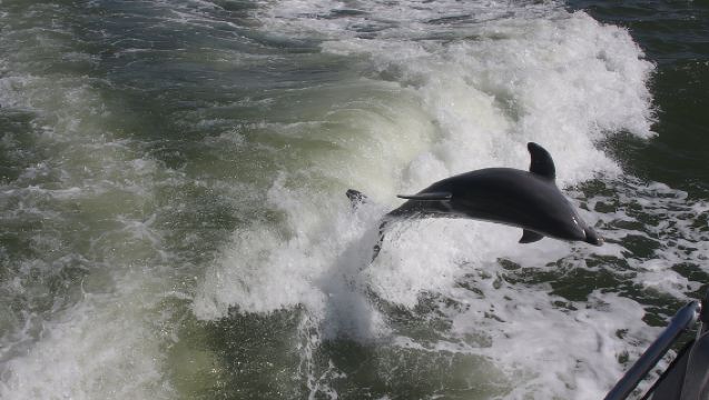 Safari di un giorno alle Everglades dalla zona di Fort Myers/Naples