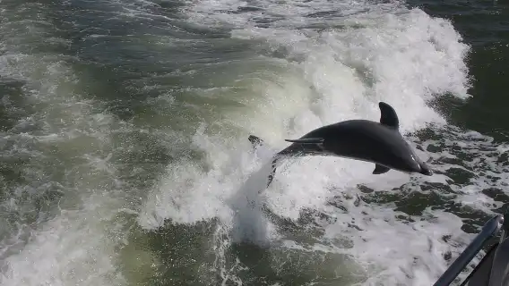 ซาฟารีวันเอเวอร์เกลดส์จากบริเวณฟอร์ตไมเออร์ส/เนเปิลส์