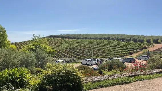 ประสบการณ์ Cape Winelands: พาร์ล, สเตลเลนบอช และฟรานช์ฮก