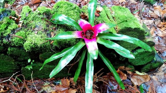 S. Miguel East: Top Scenic Highlights 1 Day Private Tour