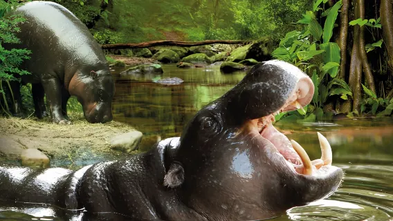 Von Gran Canaria: Tagesausflug zum Loro Parque Teneriffa