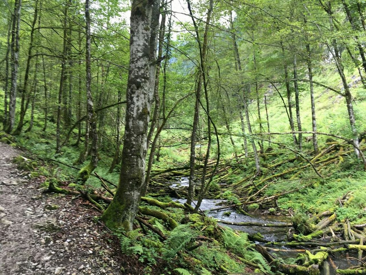 Hutan Ajaib + Perjalanan Satu Hari Taman Nasional Berchtesgaden