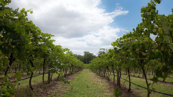 代預約酒莊│墨爾本亞拉河谷酒莊之旅│中文包車│可定制行程