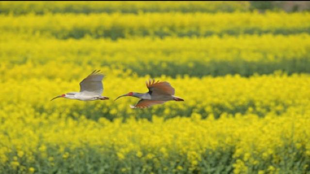 Bas Ulang-Alik Menikmati Bunga - Bermula & Berakhir di Kaunti Yang ◆ [Tapak Bunga Rape Kaunti Yang + Taman Pir Burung Ibis + Tasik Jinsha]