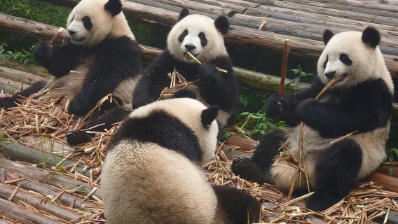 Chengdu Panda Research Base Tickets And Optional Private Tour