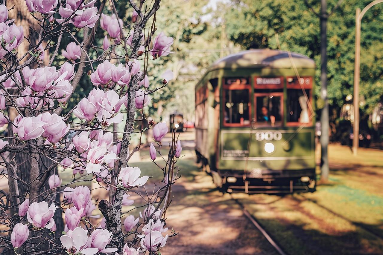 La Vie NOLA: Private City Tour of New Orleans