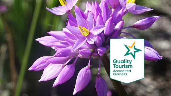 ทัวร์ส่วนตัววันเดียวดอกไม้ป่าในฤดูใบไม้ผลิ