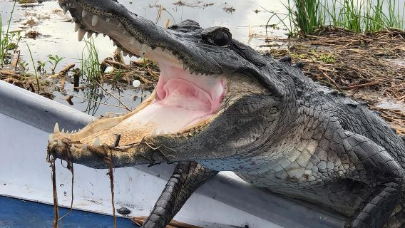 New Orleans Small-Group Airboat Swamp Tour