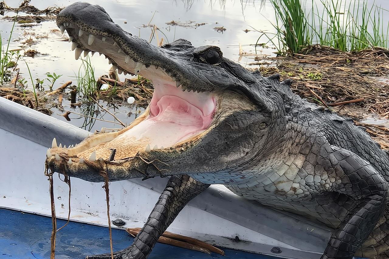 Tour in airboat per piccoli gruppi nella palude di New Orleans