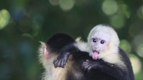 Manuel Antonio National Park guided tour