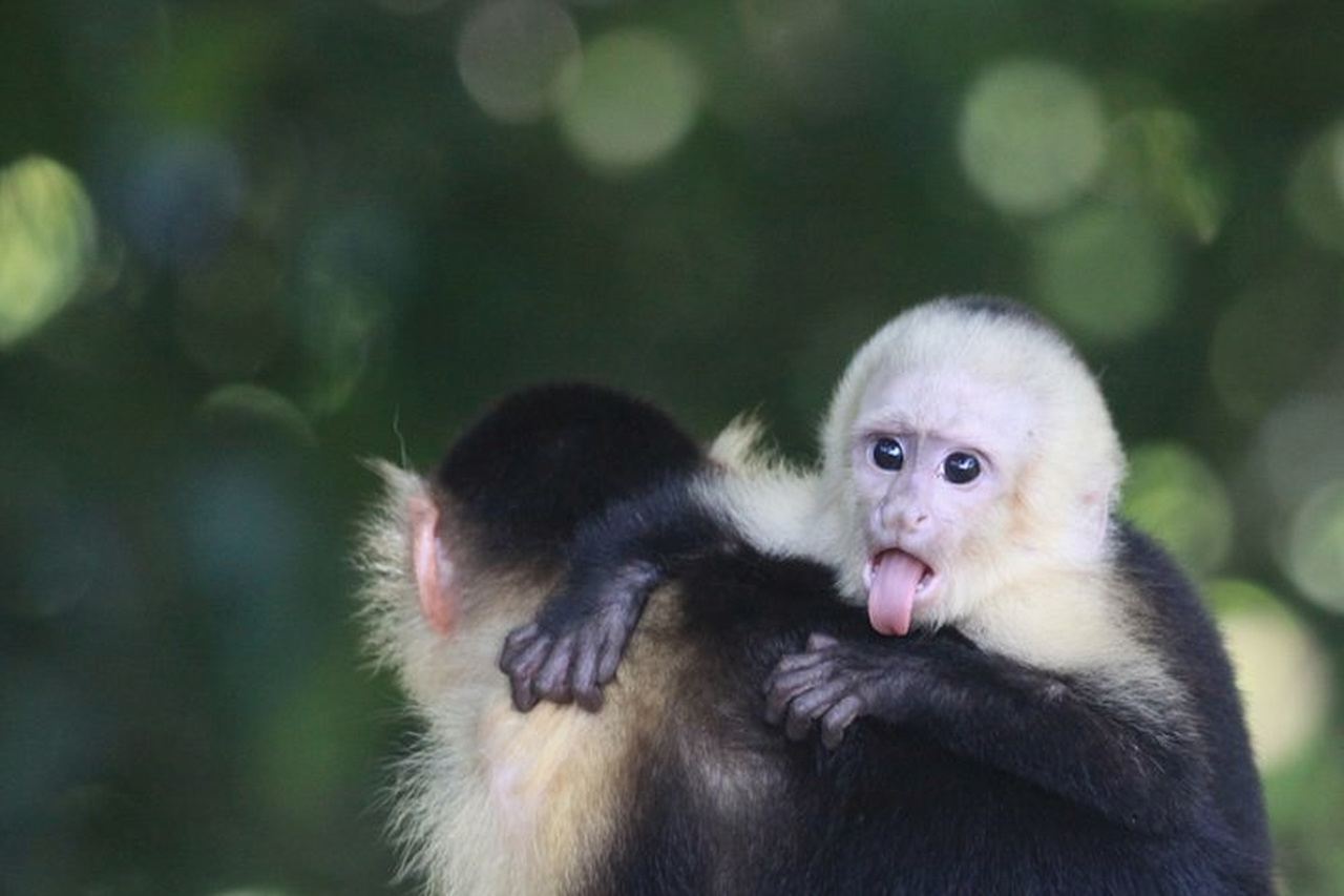Manuel Antonio National Park guided tour 