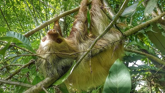 Faultierbeobachtungstour durch das Territorium der Faultiere