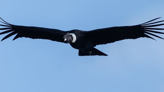 Private Tour to spotting condors at Antisana volcano all included