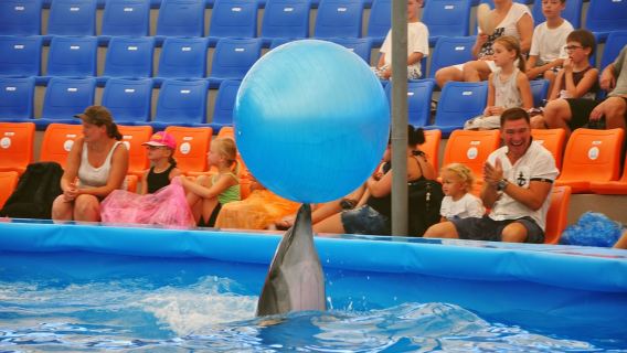 【飯店接駁】普吉島尼莫海豚館半日遊|每天三場次可安排