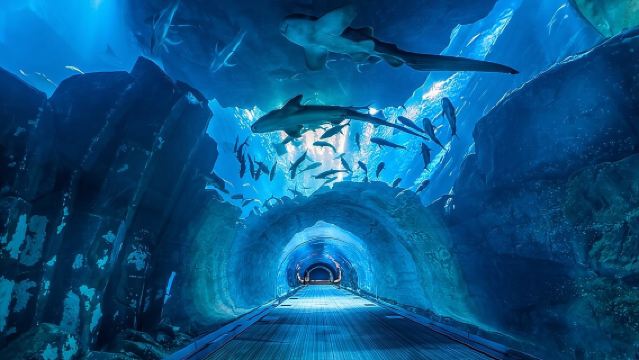 Entradas para el Acuario y Zoológico Subacuático de Dubái con Penguin Cove.