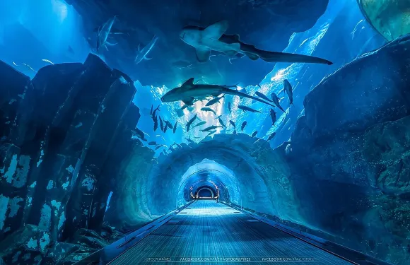 杜拜水族館和水下動物園（含企鵝灣門票）。