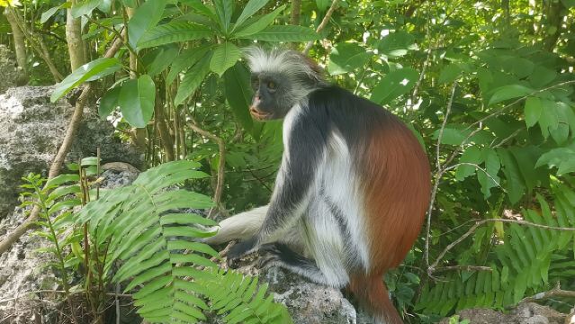 Jozani Forest, Kuza Cave, Paje Beach and The Rock Restaurant