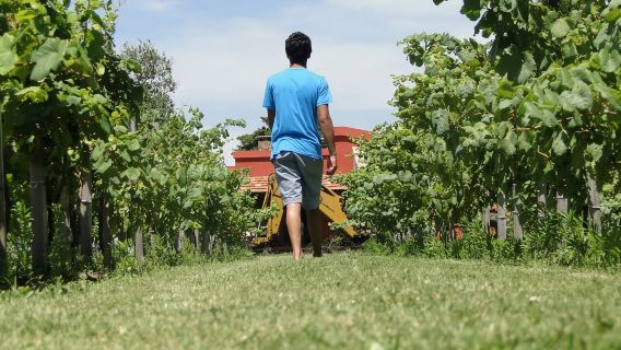 From Colonia: Group tour of Carmelo wineries