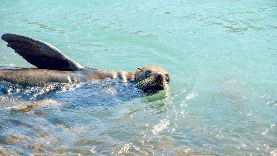 Akaroa: 2- oder 4-stündige Tour durch die malerische Natur der Pohatu-Pinguine
