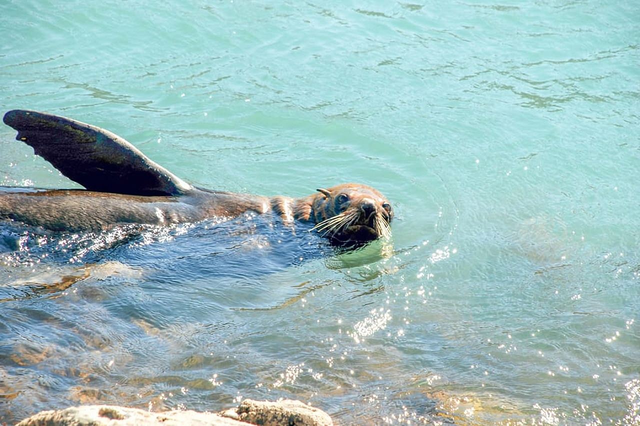 Akaroa: tour de 2 o 4 horas por la naturaleza escénica de los pingüinos Pohatu
