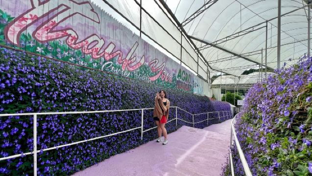 Desde Kuala Lumpur: Excursión de un día a Cameron Highlands con almuerzo