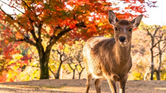 Kyoto/Osaka: Kinkakuji, Bamboo Forest, and Nara Deer Park