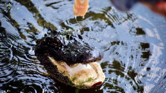 New Orleans: Swamp Tour on Covered Pontoon Boat