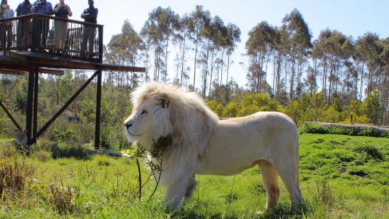 Wiege der Menschheit, Lesedi Cultural Village & Lion's Park