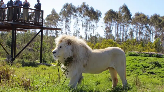 Johannesburg: Lion's Park Safari e Lesedi Cultural Village