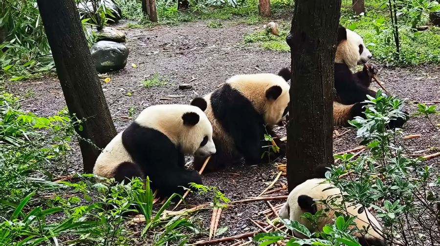 6人小團◆武侯祠/杜甫草堂/熊貓基地一日遊◆門票+上門接送