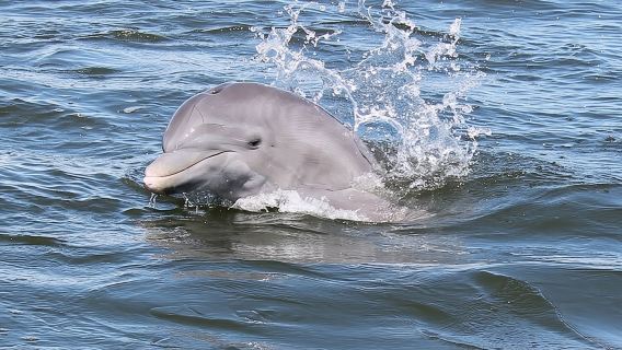 Cocoa Beach Dolphin Tours on the Banana River