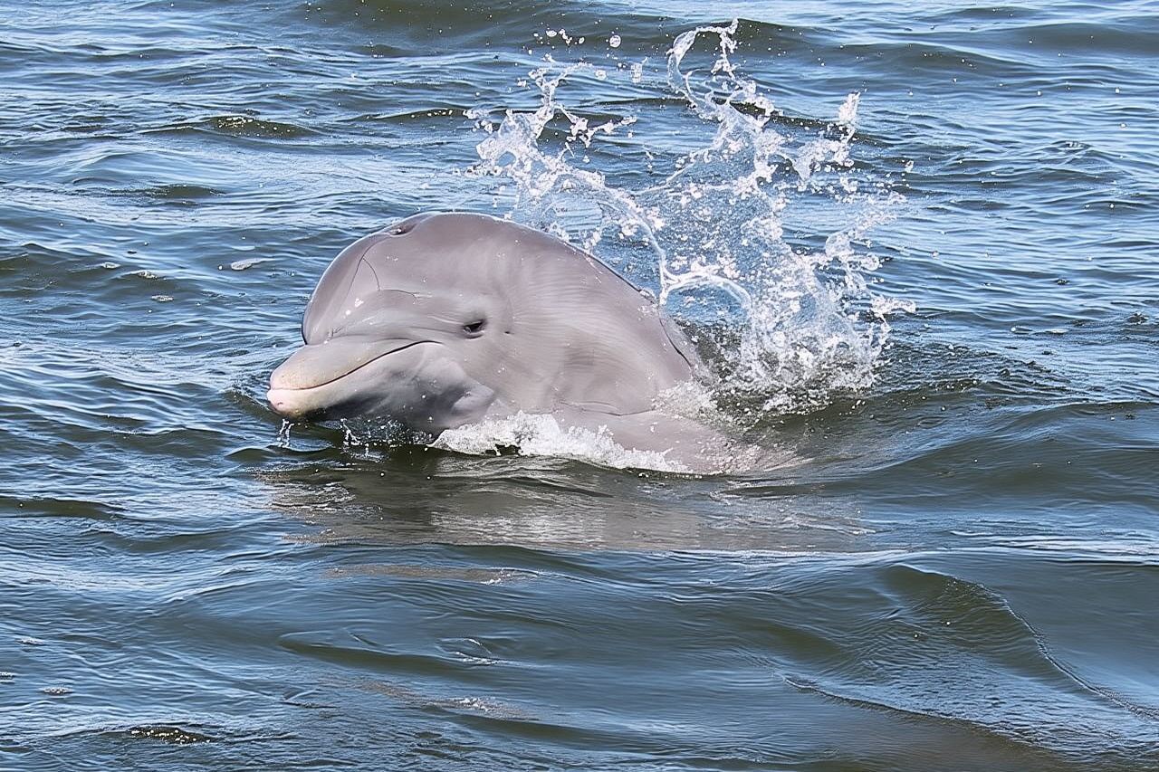Cocoa Beach Dolphin Tours on the Banana River