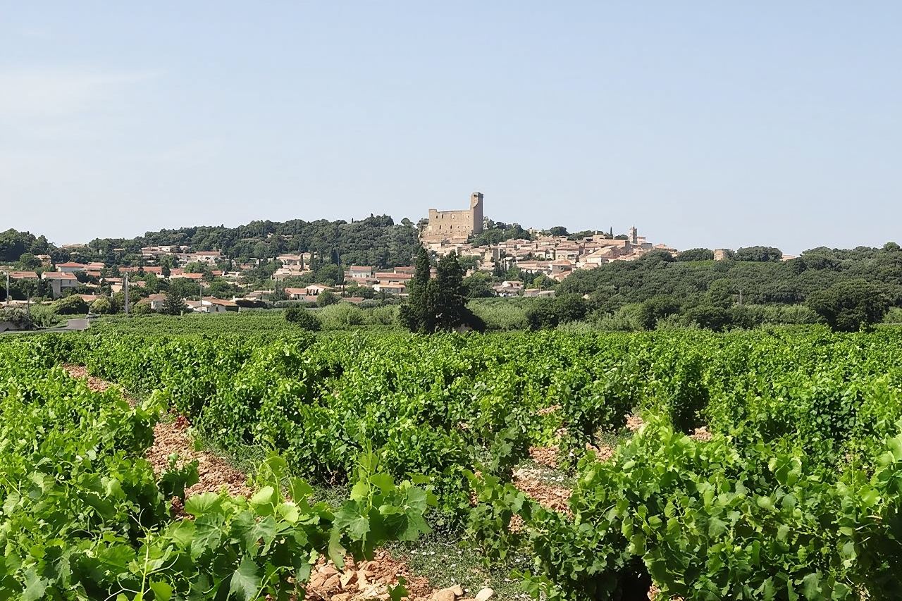 Châteauneuf-du-Pape Wine Tasting Half-Day Tour|Includes visits and wine tasting at 2 wineries|Avignon round-trip
